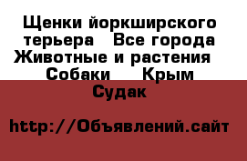 Щенки йоркширского терьера - Все города Животные и растения » Собаки   . Крым,Судак